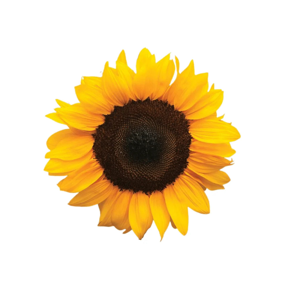 Sunflower Seeds