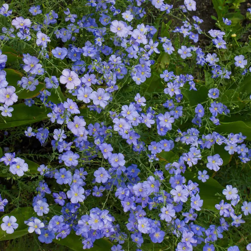 Flax Flower Seeds